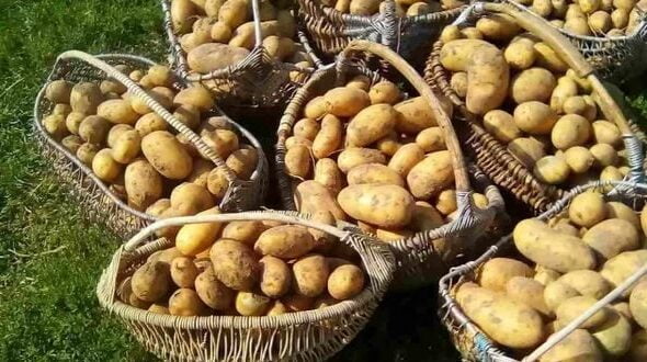 Ето как да засадите картофите за да получите двойна реколта от едри и здрави картофи 8 9 20