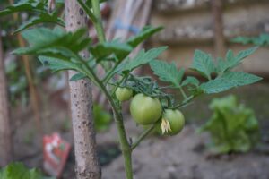 Ето защо листата на доматите се усукват навътре - 38 green tomatoes 3427748 1280