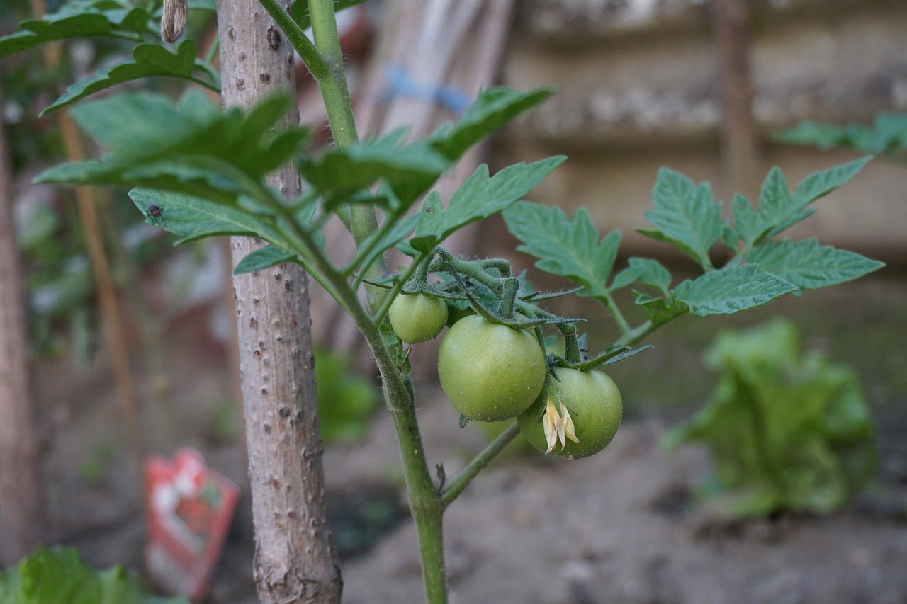 Ето защо листата на доматите се усукват навътре - 3 green tomatoes 3427748 1280