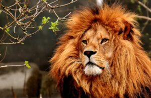 lion 3372720 1280