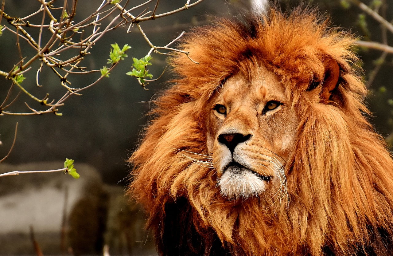 4-те най-мощни зодии и техните тайни сили 3 lion 3372720 1280