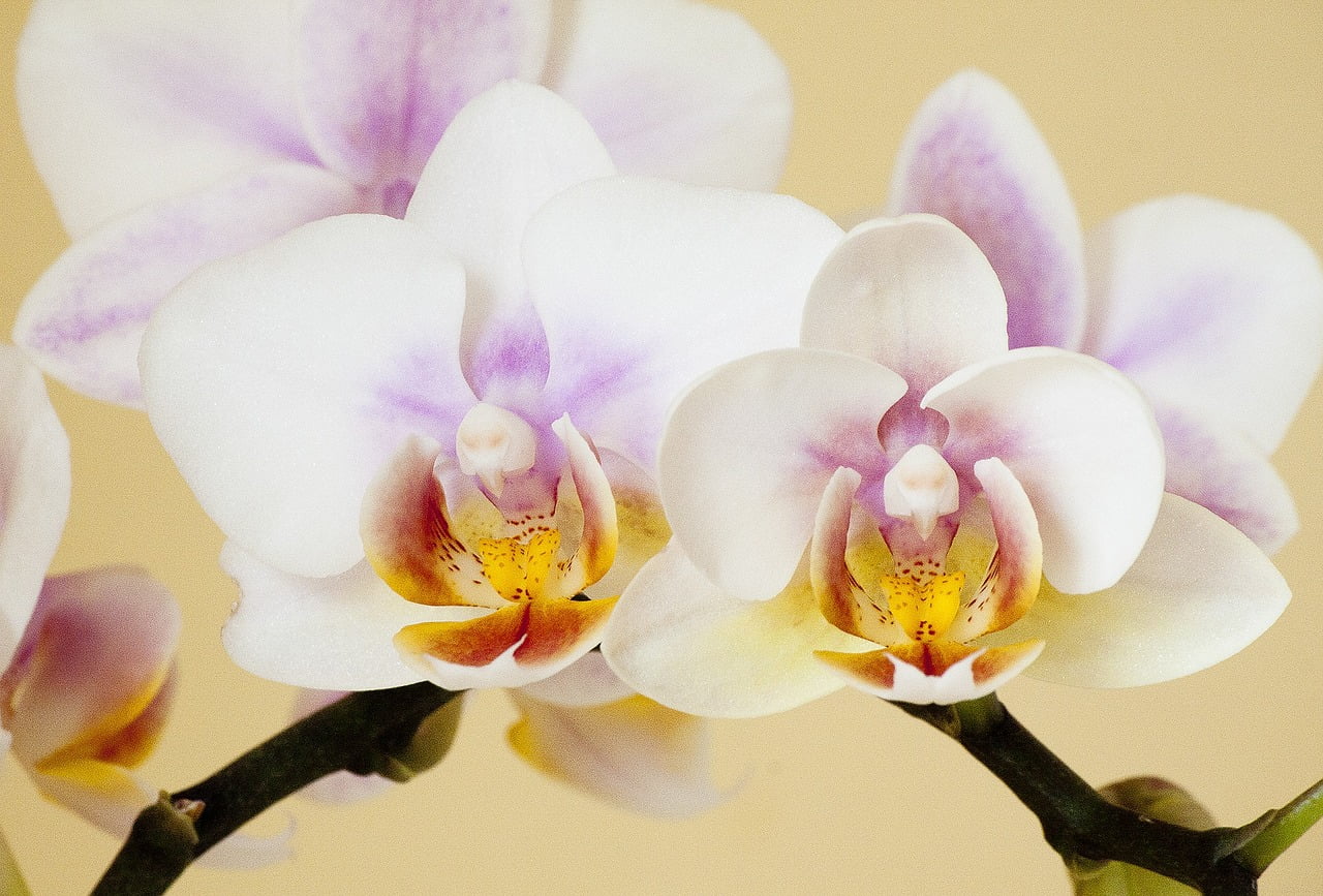 Къде да поставите орхидеята у дома, така че да полудее от цъфтеж! 3 orchid 186453 1280