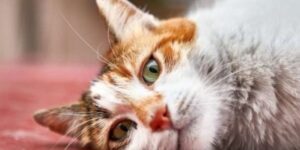 6 причини, поради които според учените трябва да си вземете котка 14 kotka dom 6 prichini ycheni 750x375 1
