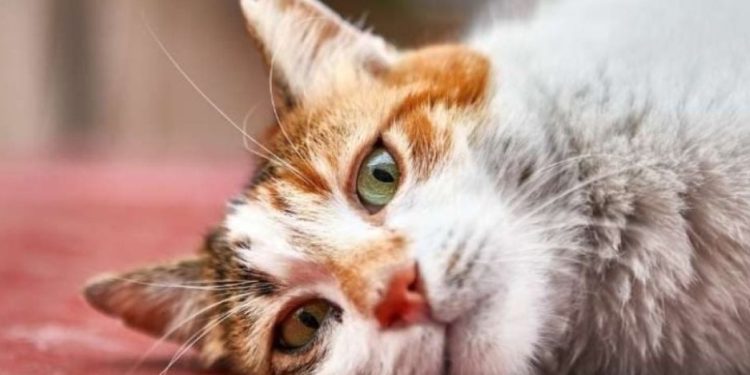 6 причини, поради които според учените трябва да си вземете котка 3 kotka dom 6 prichini ycheni 750x375 1