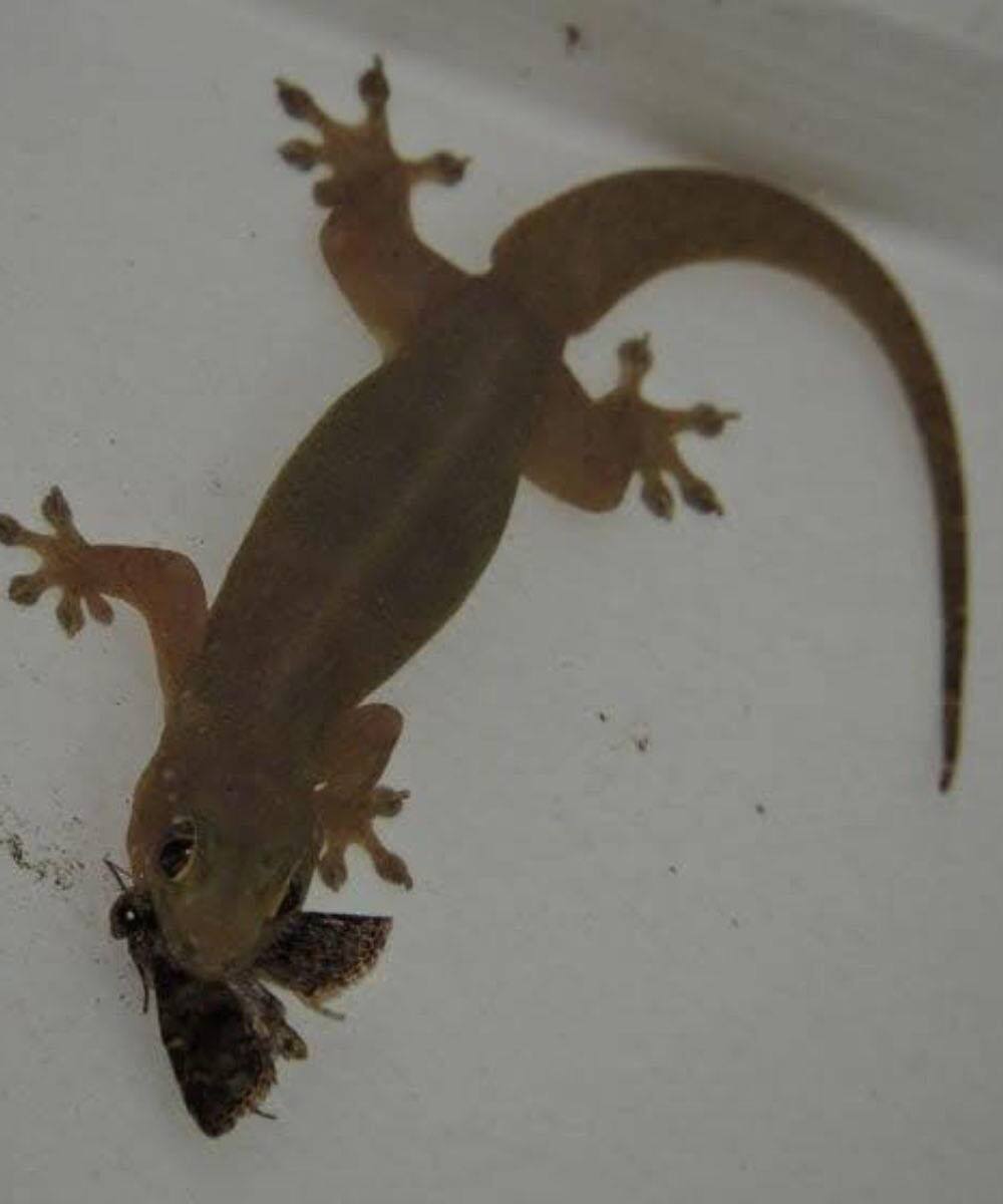 🦎 Ако гущер влезе в дома ви, това може да означава повече, отколкото си мислите… 3 633415511 1466748961510465 90443