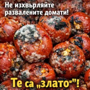 Колкото по-развалени са доматите, толкова по-ценни са. Ето защо… ⤵️ 72 634165138 122183846240593989 2878341360108995888 n