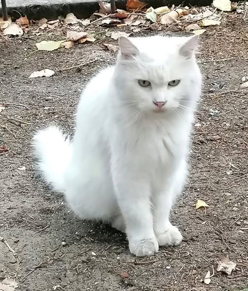 Котката и кучето не идват случайно във вашия дом. Ето какво означава появата им: 3 634765180 1213497167628608 7677505276826044000 n