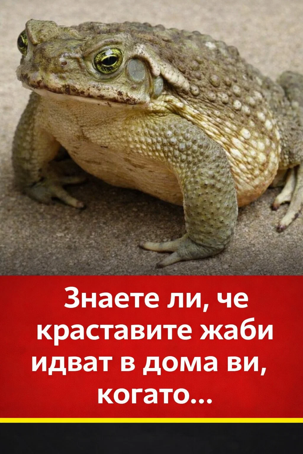 Знаехте ли, че краставите жаби се появяват около дома ви, когато… Вижте още 👇 3 task 01kgcmmfcze2vt7jzc9rgvwykd 1769950880 img 1
