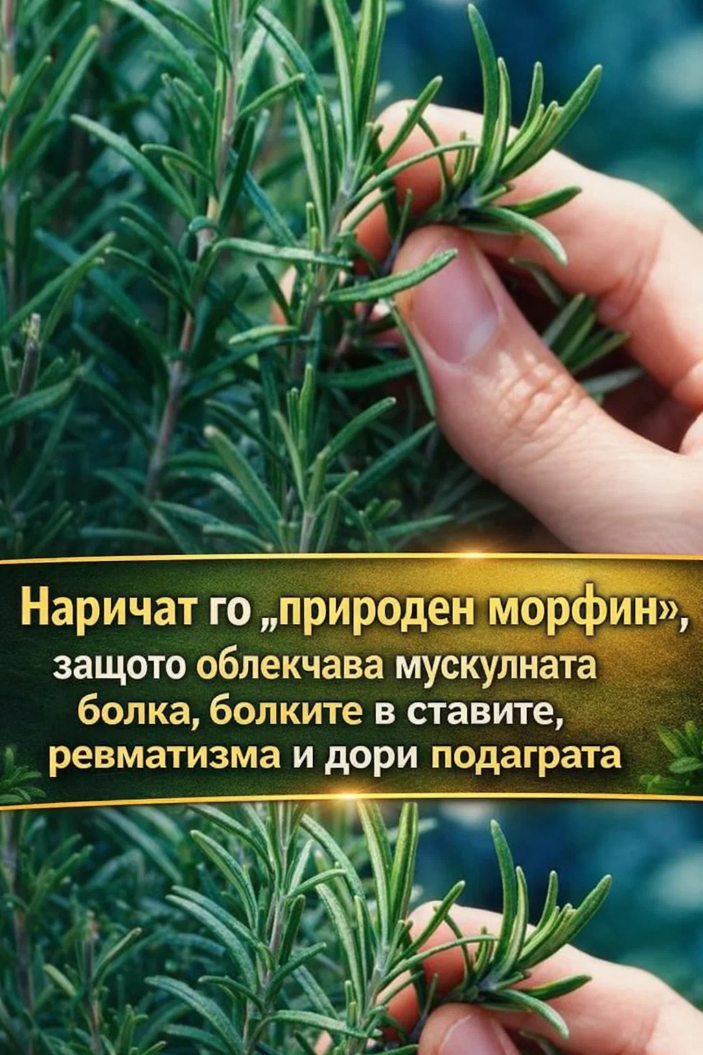 Силните и доказани с времето ползи на тази билка за хора в напреднала възраст 3