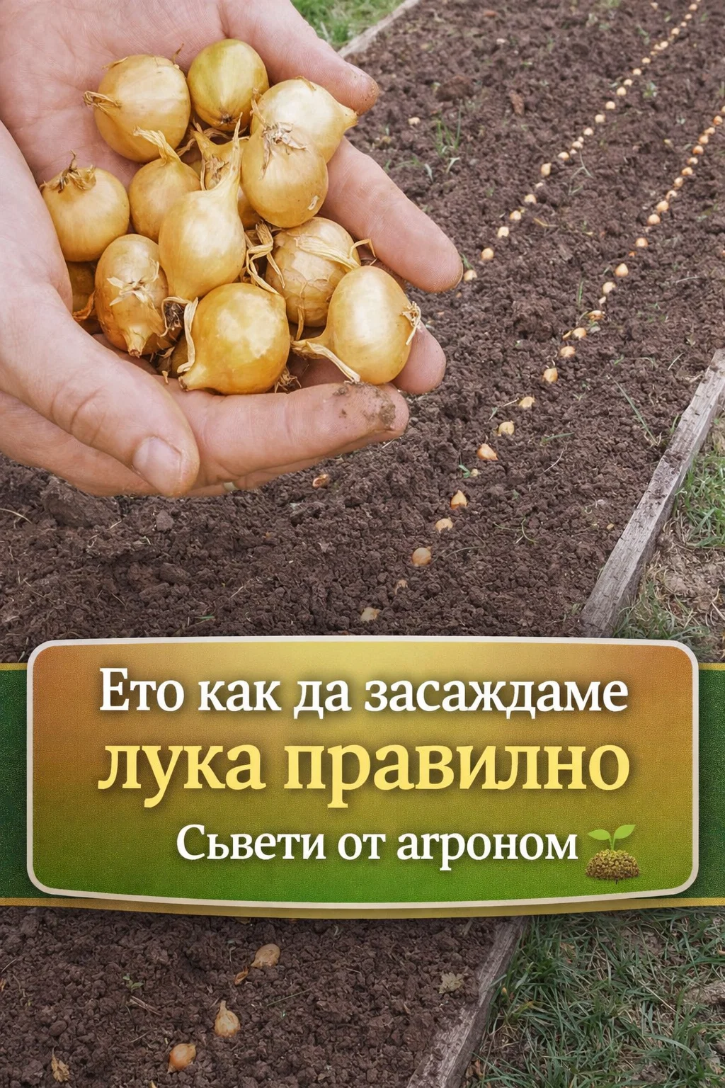 Как да засадите лука така, че да стане едър и да не пуска цветоносни стрели. Опитни градинари споделят изпитани съвети, които си струва да запомните — скоро ще ви бъдат от полза. 🧅💪 3 task 01kgvsr5b3ew7a4en44emf4m0m 1770459544 img 0 1