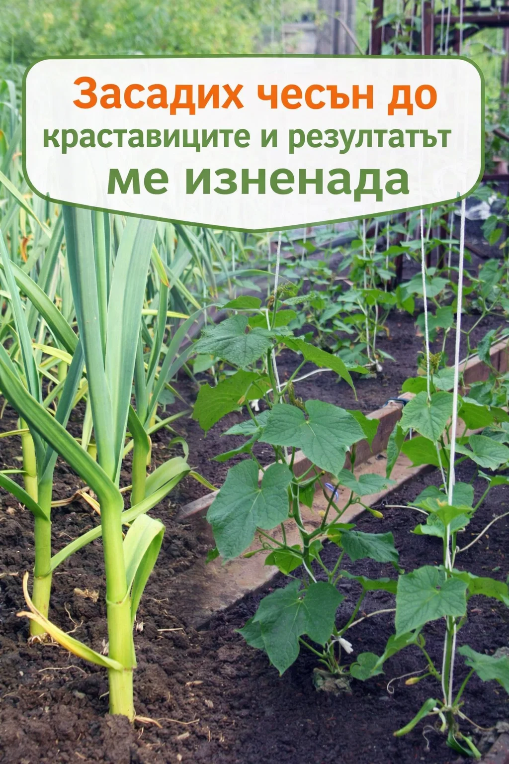 Защо е добре чесънът винаги да се засажда до краставиците – важно знание за всеки градинар 🥒🧄 3 task 01kgvtdgrae49byqwntsejp083 1770460244 img 0 1