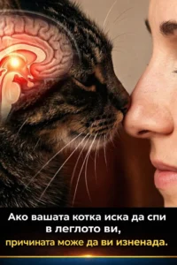 task 01khjy9bg5egcs3fnxx8cevfwz 1771236069 img 0