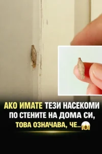 АКО ИМАТЕ ТЕЗИ НАСЕКОМИ ПО СТЕНИТЕ НА ДОМА СИ, ТОВА ОЗНАЧАВА, ЧЕ… 😱👇 50 task 01khxratjdemst4dkqdc0cwr15 1771598933 img 0