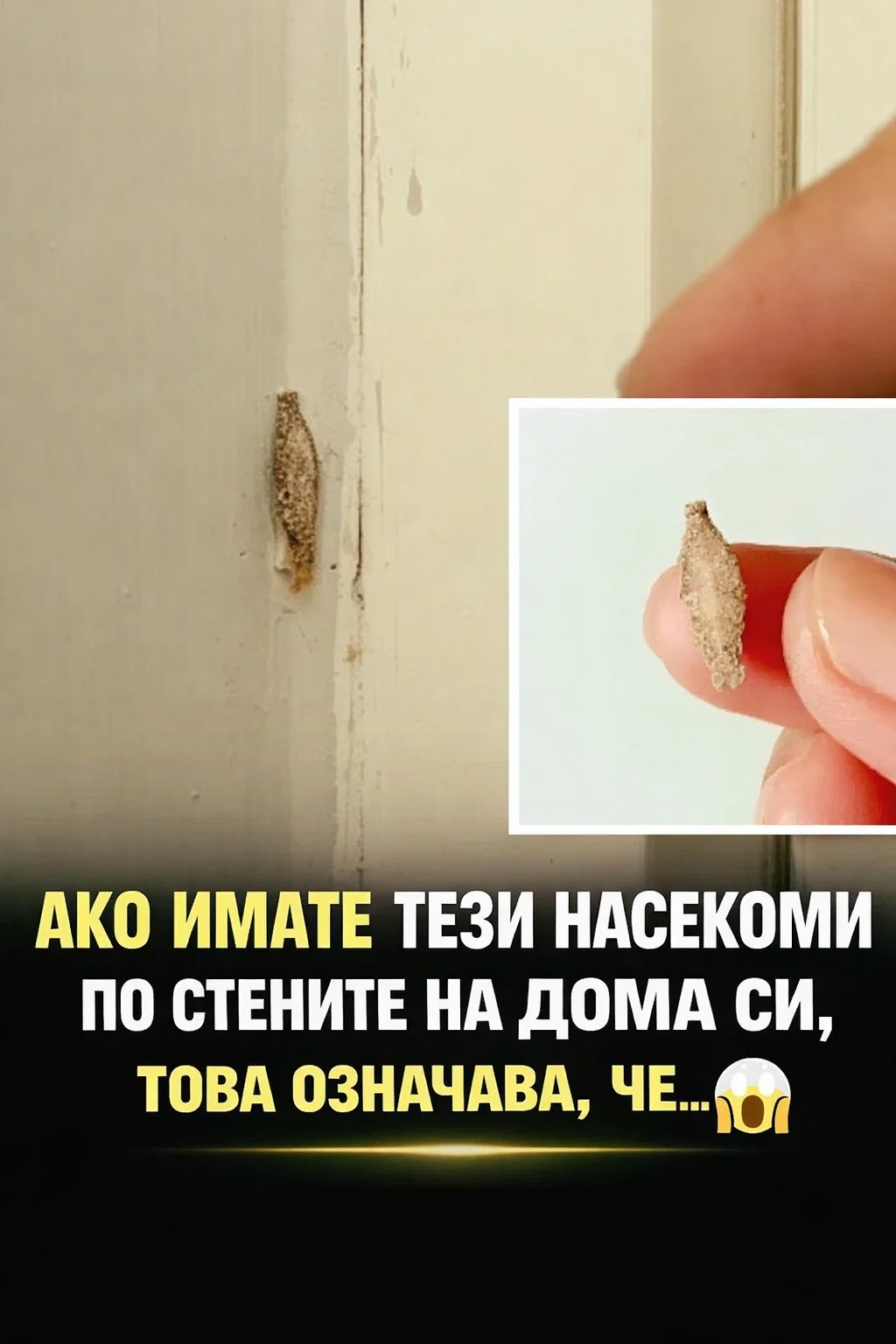 АКО ИМАТЕ ТЕЗИ НАСЕКОМИ ПО СТЕНИТЕ НА ДОМА СИ, ТОВА ОЗНАЧАВА, ЧЕ… 😱👇 3