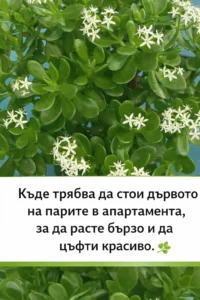 Къде е най-добре да се постави дървото на парите в дома, за да расте бързо и да цъфти красиво? Обяснявам в коментарите по-долу 👇👇👇 60 task 01kkbedgg3f9hv2t9sd4rwatv9 1773132009 img 0