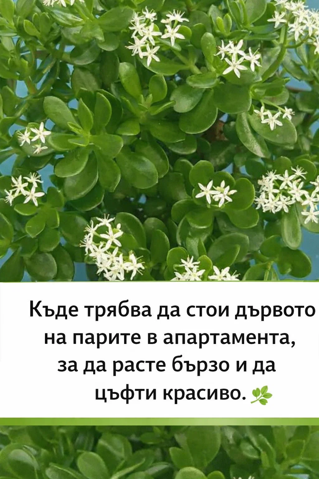 Къде е най-добре да се постави дървото на парите в дома, за да расте бързо и да цъфти красиво? Обяснявам в коментарите по-долу 👇👇👇 3 task 01kkbedgg3f9hv2t9sd4rwatv9 1773132009 img 0