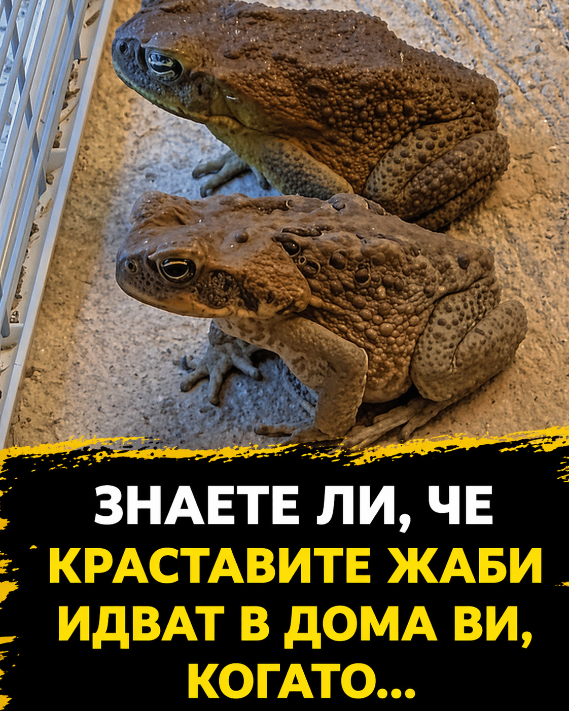 Знаете ли защо понякога крастави жаби се появяват около дома ви…? Вижте повече по-долу 👇 3 3eff1ace de25 4aca 9c74 e47530fc8f9b