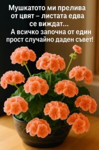 Мушкатото ми прелива от цвят, листата даже не се виждат, и то благодарение на един случаен съвет: 8 673748943 1005120422088878 5082189434475508888 n