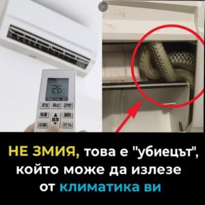 НЕ ЗМИЯ, това е "убиецът", който може да излезе от климатика ви 👇 20 674565582 122190533606593989 6086975801616786540 n
