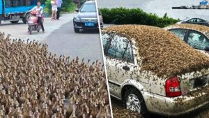 Ако това не беше заснето на камера, никой нямаше да повярва. 8 675966209 1279188714344145 831557334958759601 n