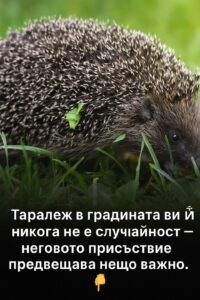 Ако в градината ви се е появил таралеж, това означава, че…Вижте повече..👇👇 14 676726213 1017448290855217 9208083934895051579 n