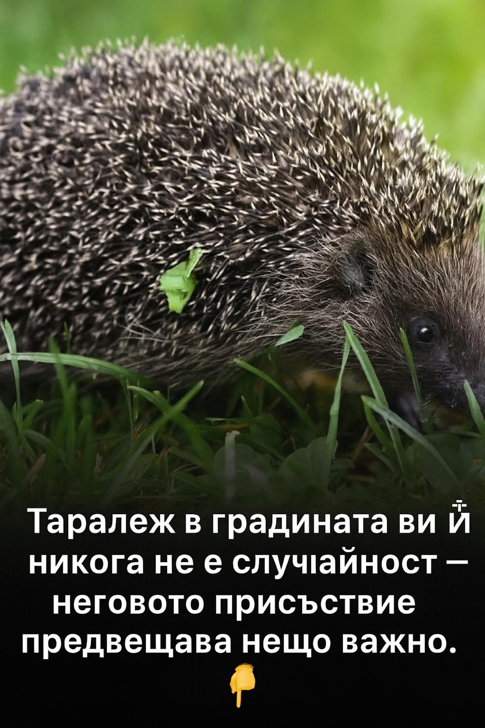 Ако в градината ви се е появил таралеж, това означава, че…Вижте повече..👇👇 3 676726213 1017448290855217 9208083934895051579 n