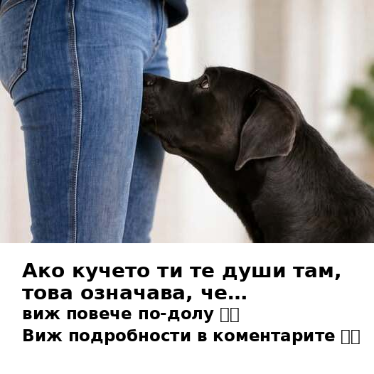 Ако кучето ти подушва интимната ти зона, това означава, че… виж повече по-долу 👇👇 3 banner dog v2