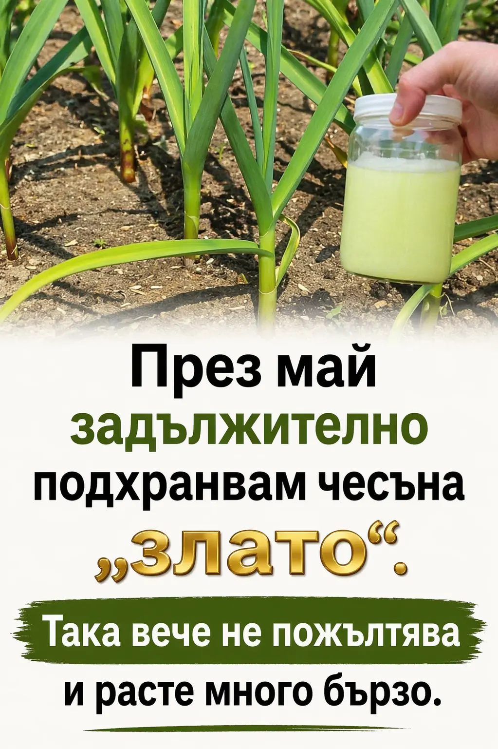 През май винаги подхранвам чесъна с „златна“ смес. Листата спират да пожълтяват и растението започва да расте изключително бързо 👇👇👇 3 chatgpt image 17.04.2026 g. 12 49 02