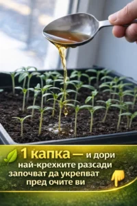 1️⃣ Само една капка — и дори най-крехките разсади започват видимо да укрепват! Моето изпитано подхранване за краставици, домати и чушки 🍅 38 task 01kn4c6tyteg9bfar3rhvsdcjs 1775042359 img 1