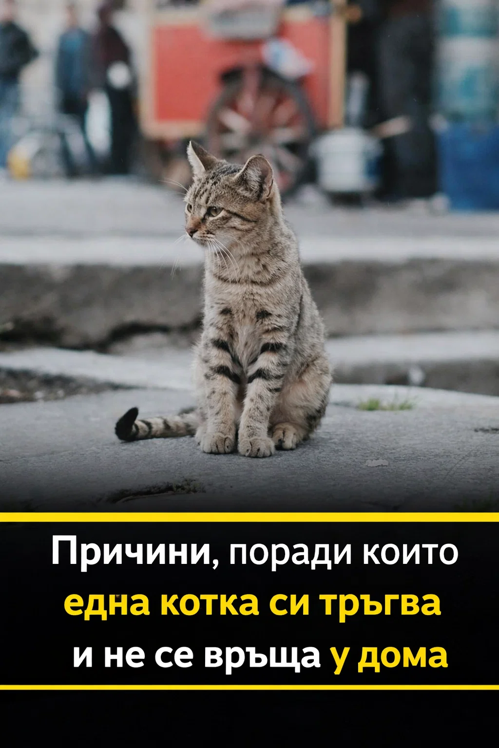 Защо котките напускат дома си и не се връщат Причините ще откриете по-долу ⬇️ 3 task 01knrn2e9tf2nv5m3awk9cmpqk 1775722677 img 1