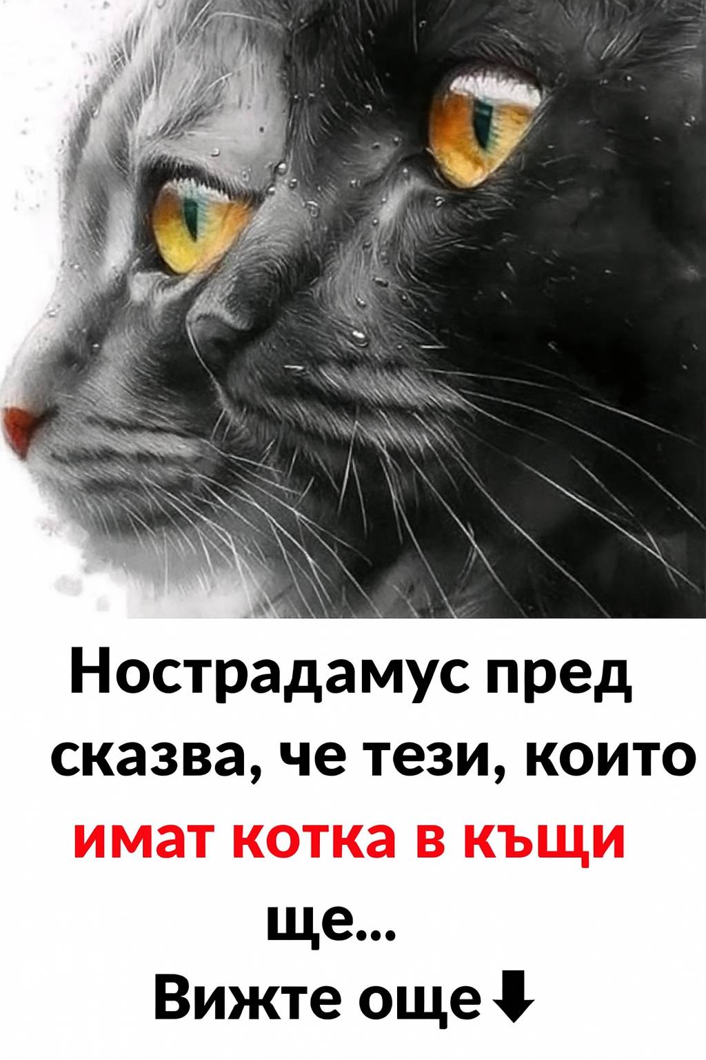 Нострадамус предсказва, че тези, които имат котка в къщи, ще… Вижте повече 👇 3 515120283 1162617565902774 7455531453132429760 n