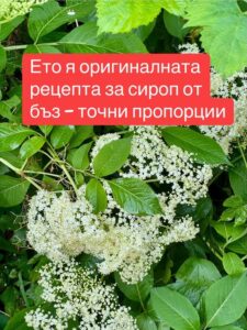 Ето я оригиналната рецепта за сироп от бъз – точни пропорции 👇👇 32 677753245 969125478825399 5464836103206797672 n
