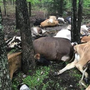 Фермер открива пасището празно, вижда всичките 32 мъртви крави на една голяма купчина.... Проверете коментарите, за да видите какво се е случило👇👇👇 50 687043861 1439911931272935 5507422524755801558 n