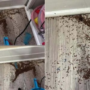 Някой има ли представа какво може да е това? 64 705628299 1399240108915815 91897