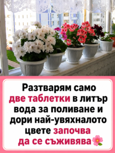 Разтварям само две таблетки в литър вода за поливане и дори най-увяхналото цвете започва да се съживява 👇👇👇 20 chatgpt image 11.05.2026 g. 12 32 51