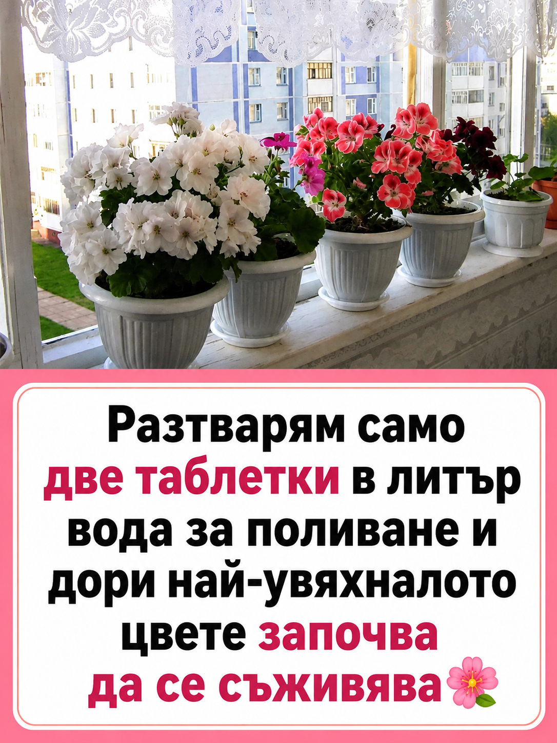 Разтварям само две таблетки в литър вода за поливане и дори най-увяхналото цвете започва да се съживява 👇👇👇 3 chatgpt image 11.05.2026 g. 12 32 51