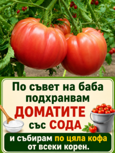 По съвет на баба подхранвам доматите със сода и събирам по цяла кофа от всеки корен 👇👇👇 8 chatgpt image 11.05.2026 g. 12 37 15