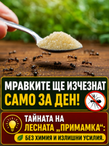 Съвет от наш читател: мравките започват да изчезват още до ден след използването на тази лесна домашна примамка. Без агресивни препарати и без излишни усилия. 8 chatgpt image 18.05.2026 g. 14 30 07