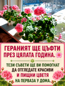 Гераният ще цъфти през цялата година. 🌸 Тези съвети ще ви помогнат да отгледате красиви и пищни цветя на перваза у дома 👇👇👇 32 chatgpt image 24.05.2026 g. 16 24 25