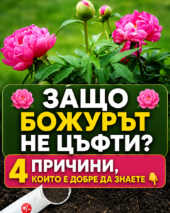 С години чаках божурът ми да разцъфне — и нищо. 🌸 Имаше силни стъбла, гъсти листа, но нито една пъпка 😔 14 chatgpt image 24.05.2026 g. 16 32 55