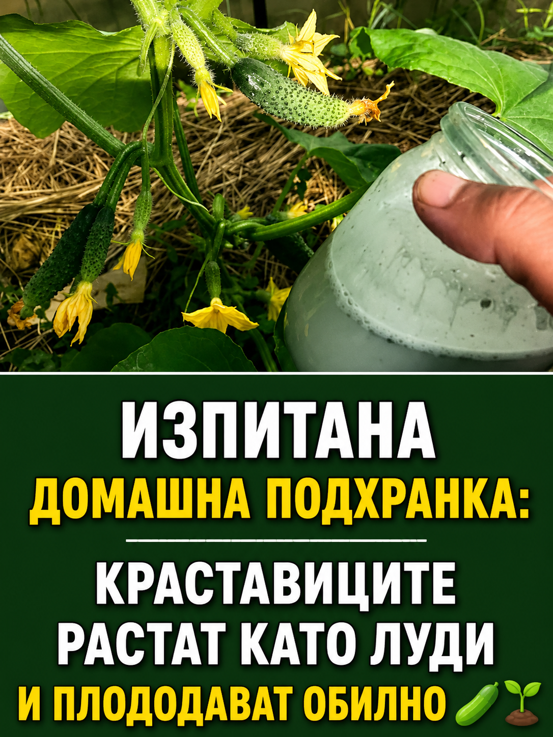 Изпитана домашна подхранка: дори слабите краставици започват бързо да растат и да дават обилна реколта 👇👇👇 3 chatgpt image 29.05.2026 g. 10 31 16