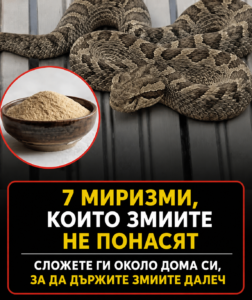 Знаете ли, че змиите имат изключително чувствително обоняние? Някои аромати могат да ги отблъснат почти веднага. Ето 7 миризми, които не понасят, и как можете да ги използвате, за да държите тези нежелани „гости“ далеч от дома си 🐍 2 chatgpt image 6.05.2026 g. 15 16 38