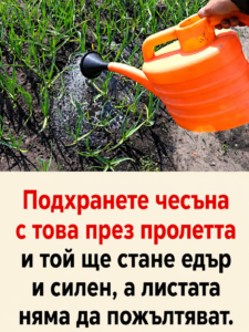 Подхранете чесъна с тази лесна смес през пролетта и той ще стане едър и здрав, а листата ще останат свежи и зелени 👇👇👇 38 chatgpt image 8.05.2026 g. 10 05 01