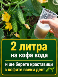 2 литра на кофа вода и ще берете краставици с кофи всеки ден! 👇👇👇 🥒🌱 26 chatgpt image 1.06.2026 g. 13 27 43