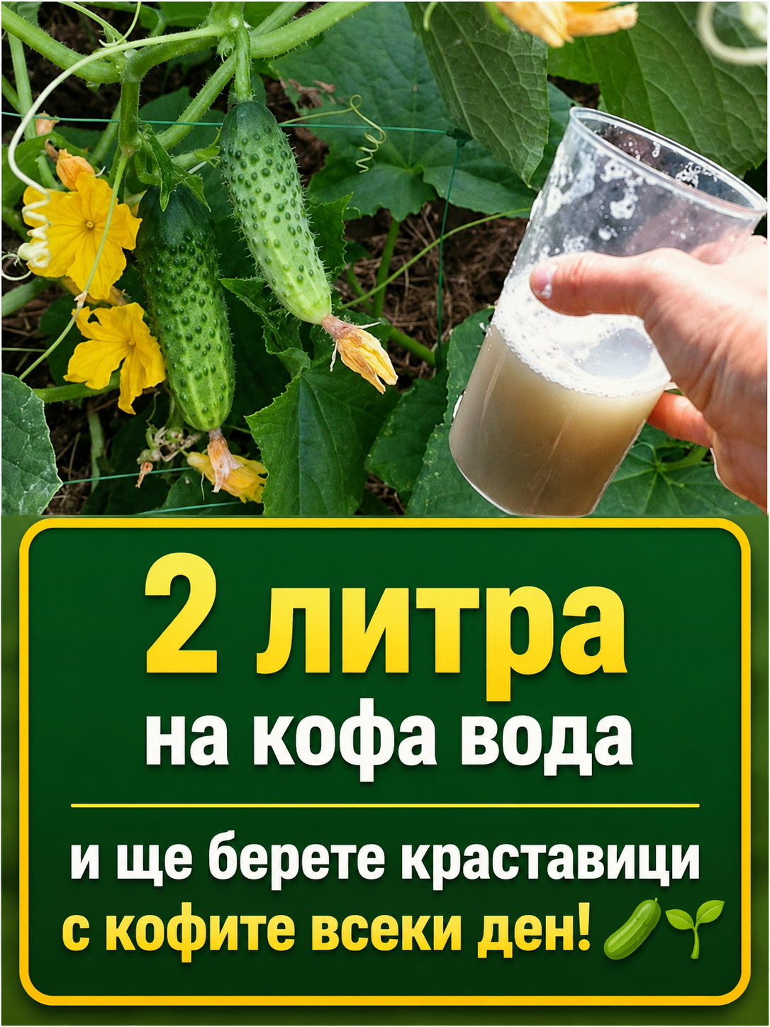 2 литра на кофа вода и ще берете краставици с кофи всеки ден! 👇👇👇 🥒🌱 3 chatgpt image 1.06.2026 g. 13 27 43