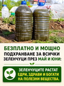 Безплатно и мощно подхранване за всички зеленчуци през май и юни: зеленчуците растат едри, здрави и богати на полезни вещества 👇👇👇 56 chatgpt image 10.06.2026 g. 15 59 44
