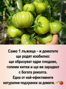 Само 1 лъжица – и доматите ще родят изобилно: ще образуват едри плодове, големи китки и ще ви зарадват с богата реколта. Една от най-ефективните натурални подхранки 👇👇👇 🍅🌱 32 chatgpt image 12.06.2026 g. 15 36 13