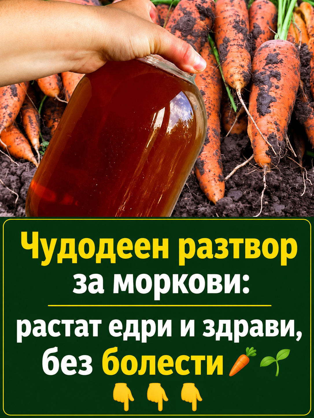 Чудодеен разтвор за моркови: растат едри и не боледуват 🥕👇👇👇 3 chatgpt image 12.06.2026 g. 16 25 55