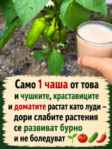 От наша читателка 👇 Само 1 чаша от това и чушките, краставиците и доматите раждат в изобилие – дори слабите растения започват да растат бурно и почти не боледуват 👇👇👇 🌱🍅🥒🌶️ 32 chatgpt image 15.06.2026 g. 14 38 50