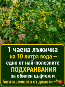 От наша читателка 👇 1 чаена лъжичка на 10 литра вода — едно от най-полезните подхранвания за обилен цъфтеж и богата реколта от домати 👇👇👇 🍅🌱 8 chatgpt image 17.06.2026 g. 14 30 12
